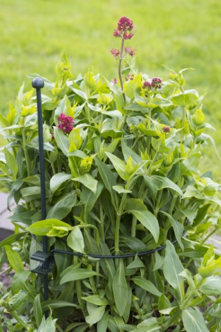 Plantensteun Rond / Ring Ø22cm Metaal - Per Stuk, foto 2 van 2
