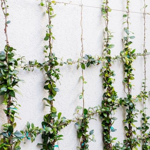 Nature klimrek draadset voor klimplanten D1,8mm x 10m kopen