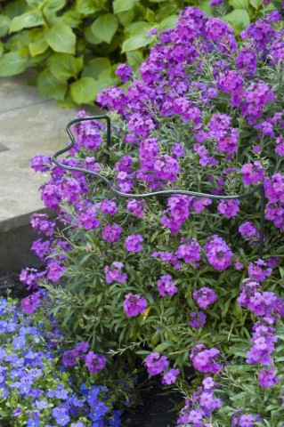 Plantensteun Schulprand 60 x 30 x 18 cm Metaal - Per Stuk, foto 2 van 2