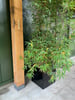 zwarte_vierkante_plantenbak_bamboe