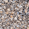 Schone_Noordzee_Schelpen_Product_2