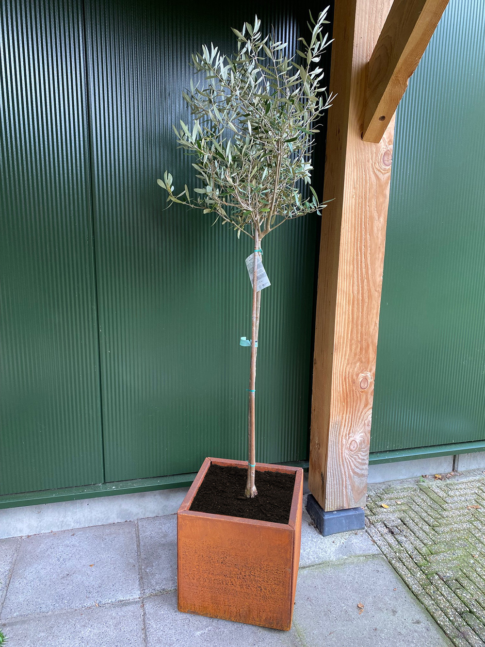 cortenstaal_vierkante_plantenbak_olijfboom
