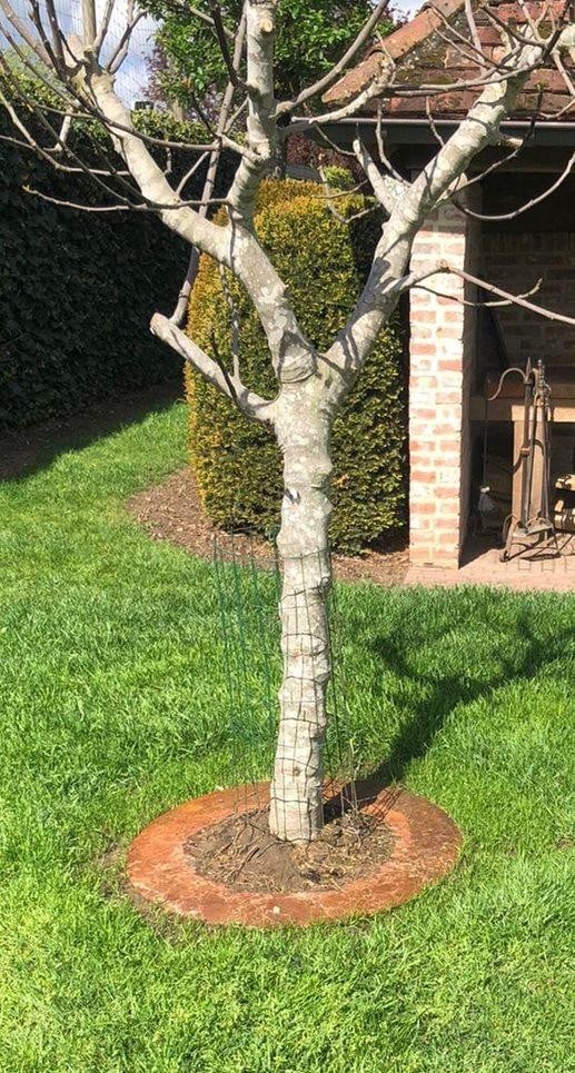 cortenstaal_boomring_boom