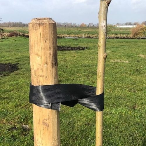 Boompaalaanboombevestigenmetboomband