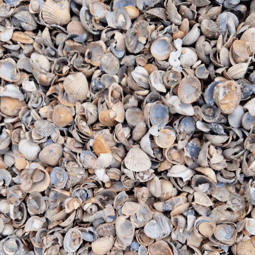 Schone_Noordzee_Schelpen_Product